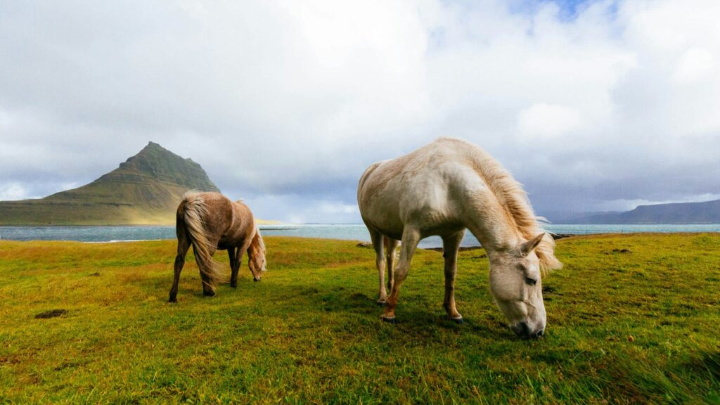 white and brown horses near body of water during daytime