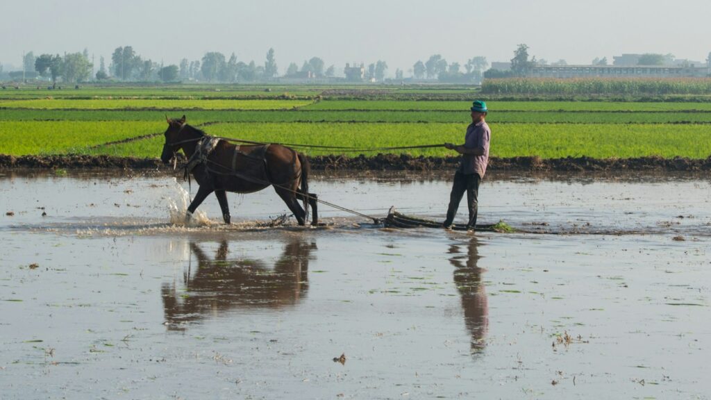 a man plowing a field with a horse