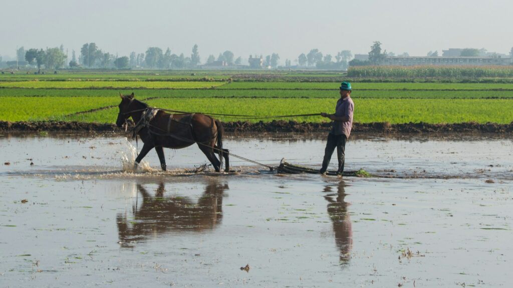 a man plowing a field with a horse