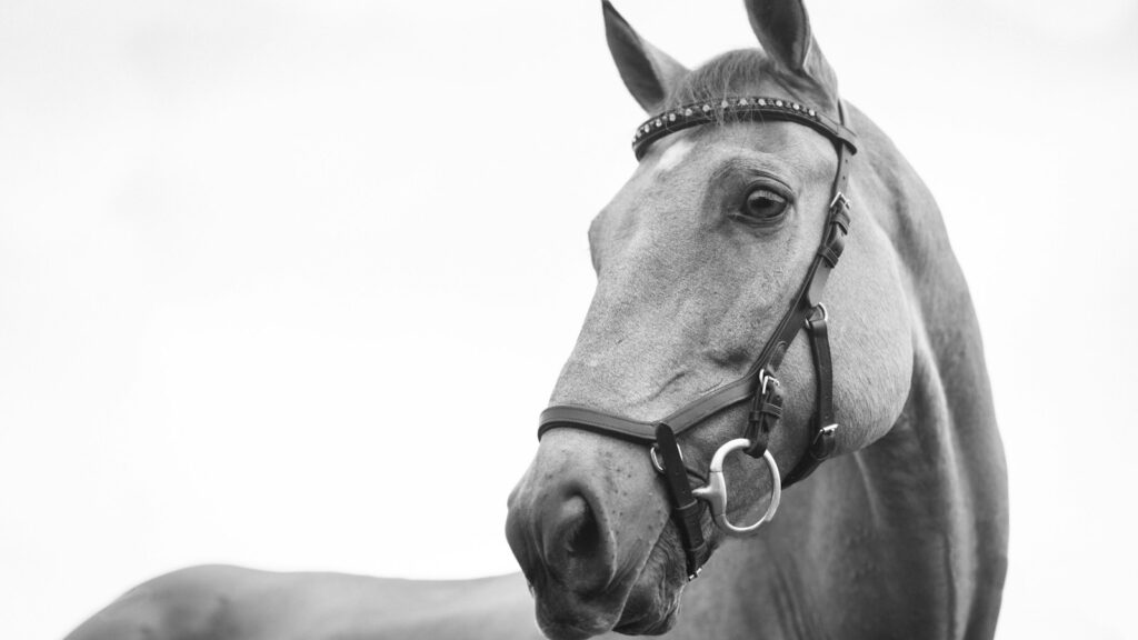 gray scale photo of horse