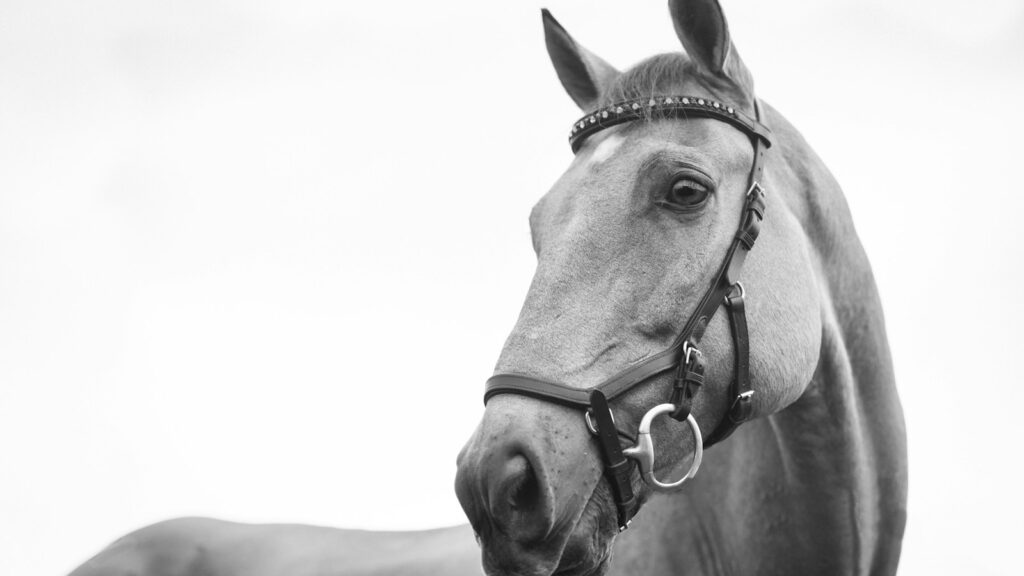 gray horse standing in the field