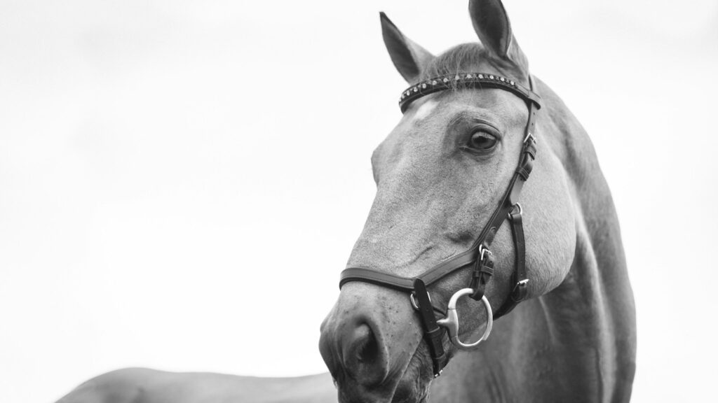 horse standing