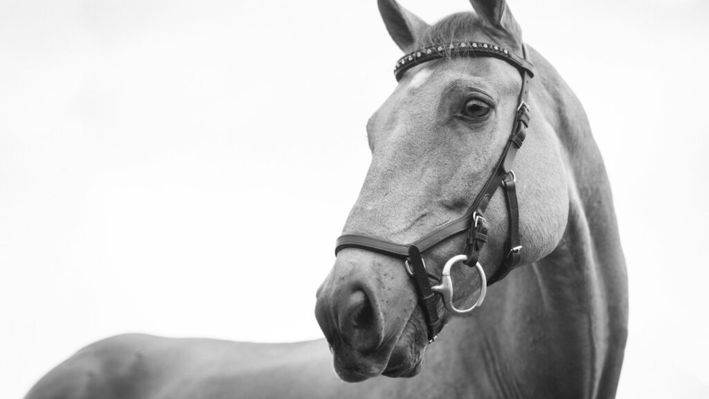 gray scale photo of horse