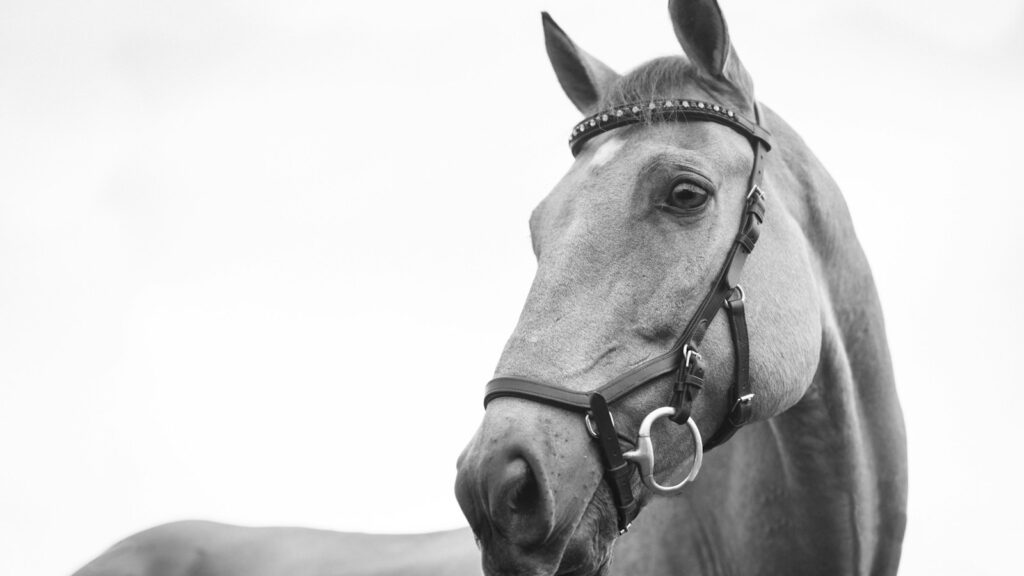 gray scale photo of horse