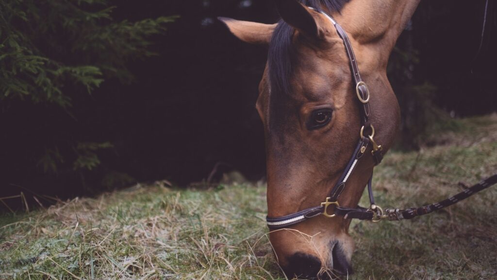 tilt-shift photography of horse