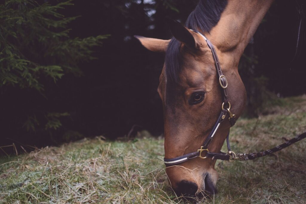 Photography of horse
