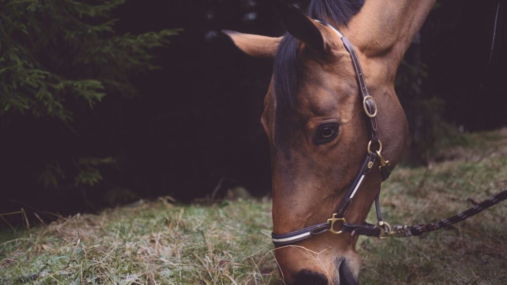 tilt-shift photography of horse