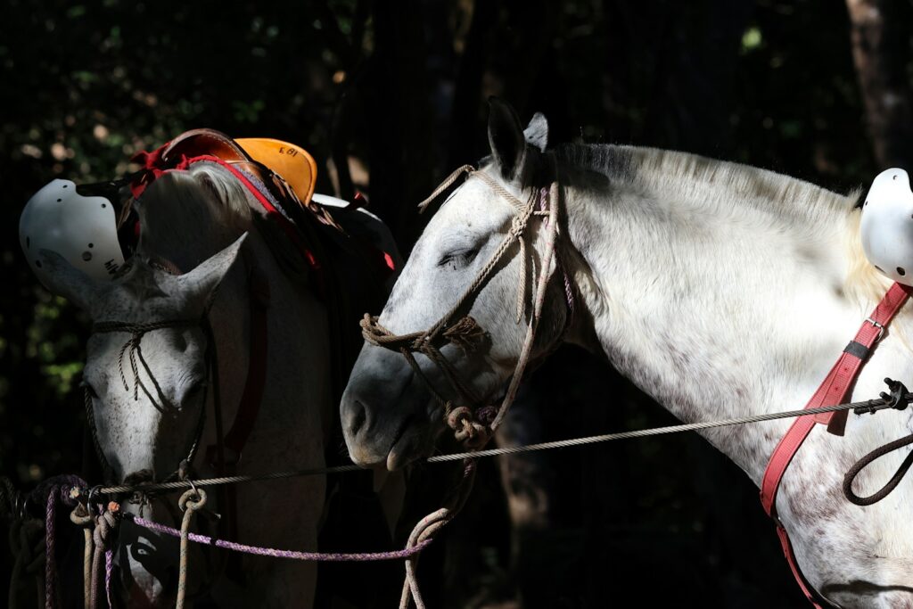 A white horse standing next to another white horse