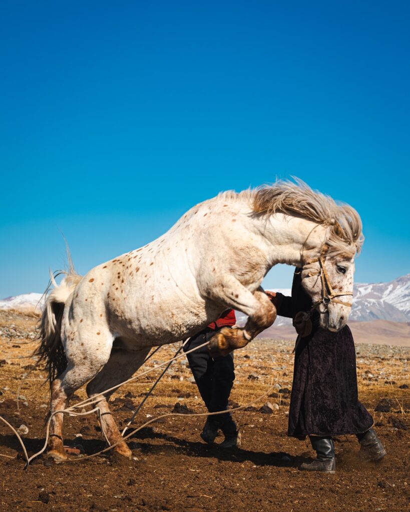 A horse is being handled outdoors by two people.