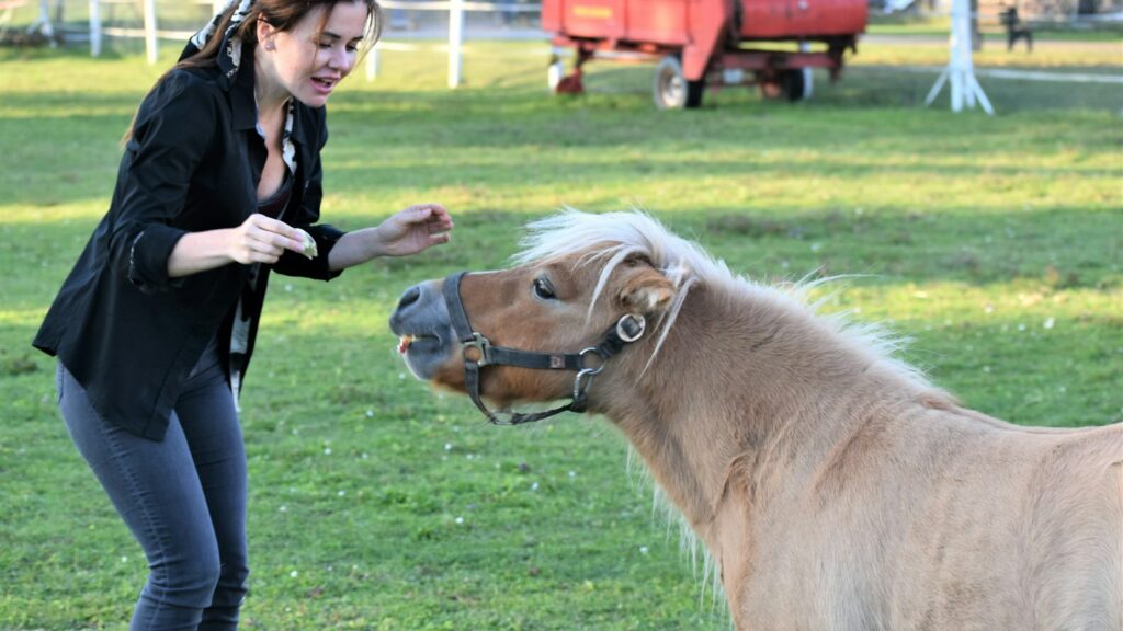 a woman petting a small pony in a field