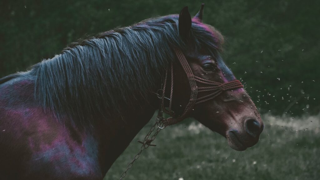 a horse with a saddle