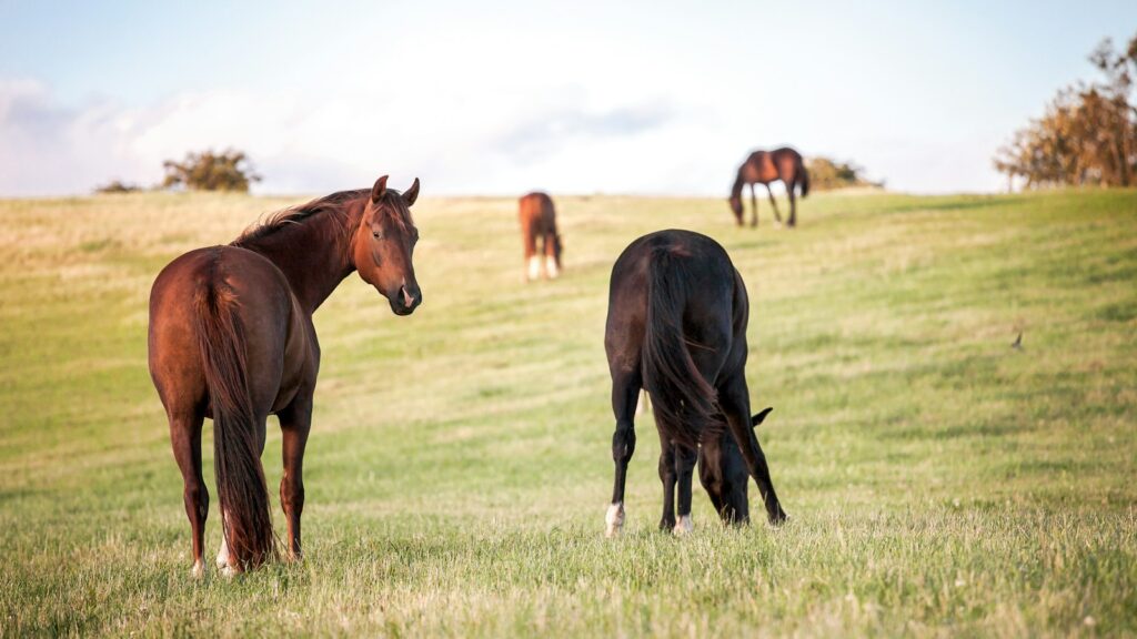 four horses on grass field