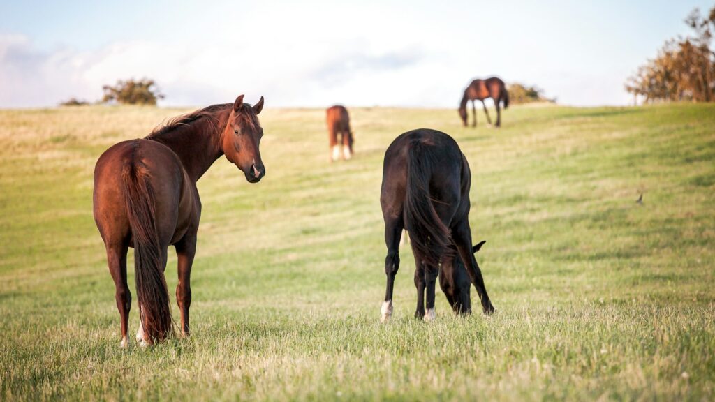 four horses on grass field