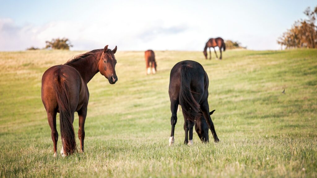 four horses on grass field