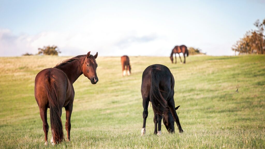 four horses on grass field
