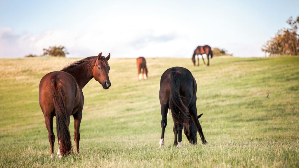four horses on grass field