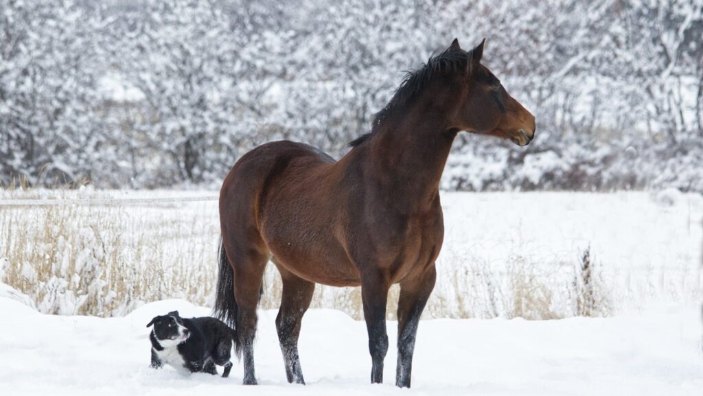 a horse and a dog in the snow