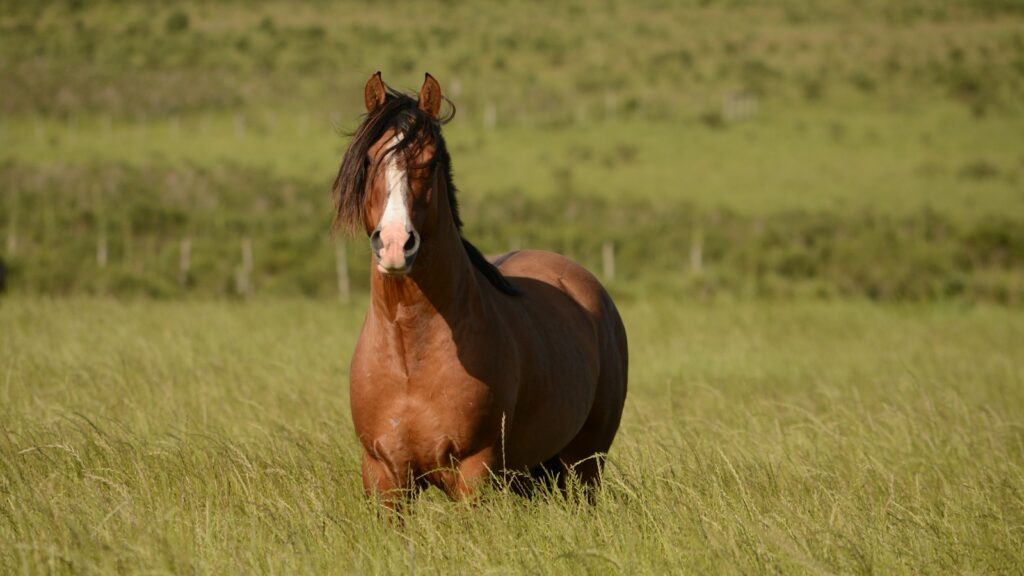 brown horse in grass field