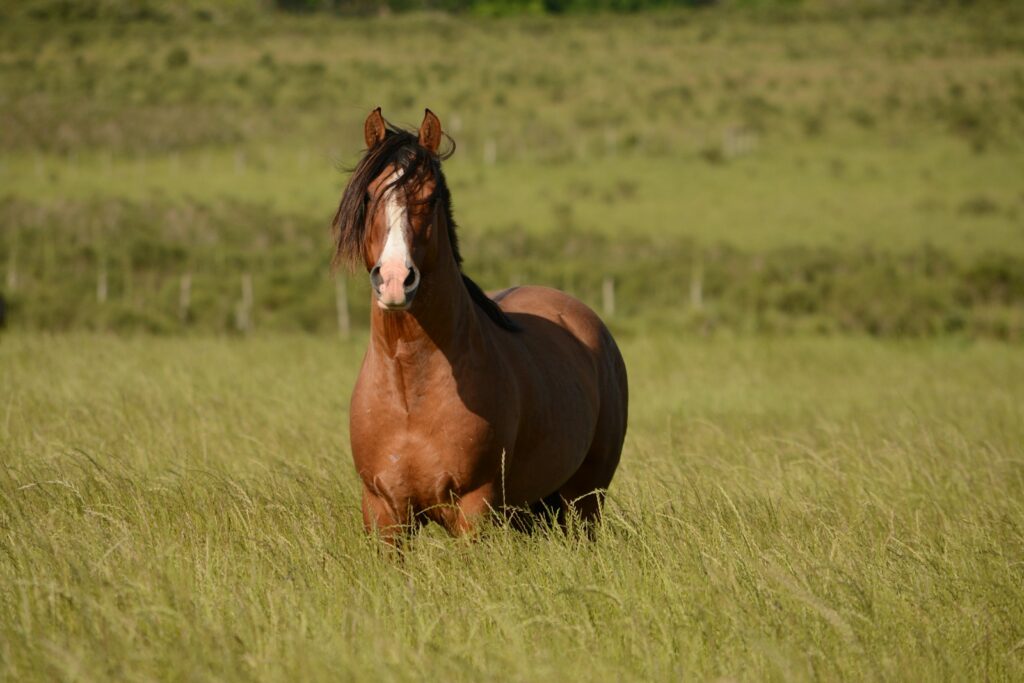 Criollo horse in grass field