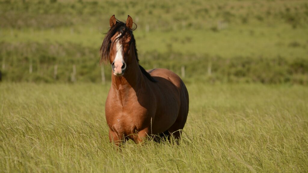 brown horse in grass field