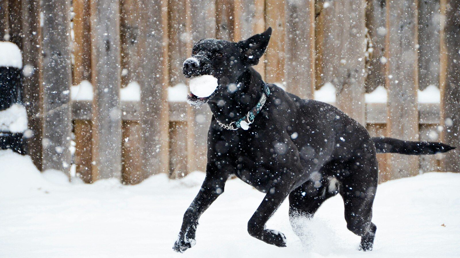 black short coat dog on snow covered ground during daytime