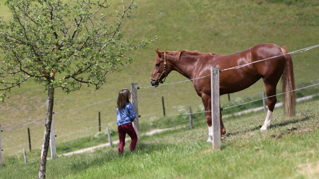 girl in blue jacket standing beside brown horse during daytime