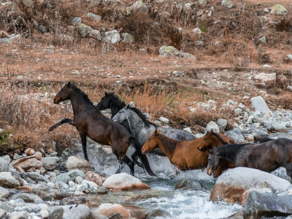 Black and brown horses walking on river during daytime