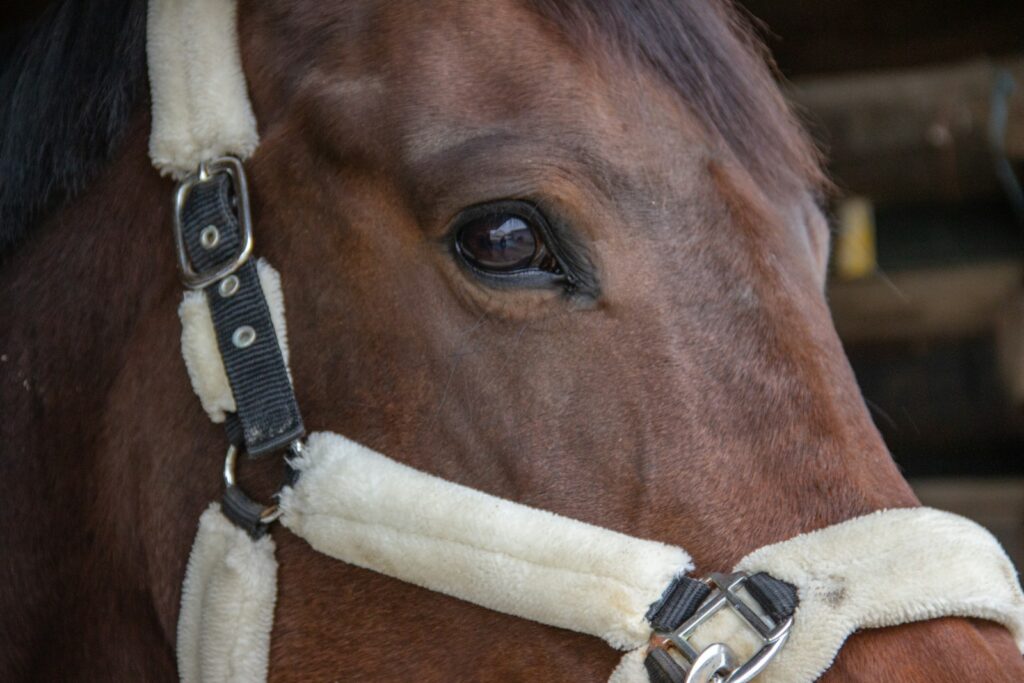 Brown horse with white leather strap