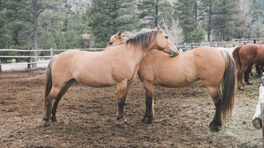 two brown horse on mud field