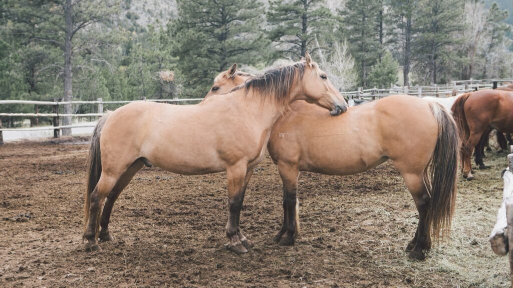 two brown horse on mud field