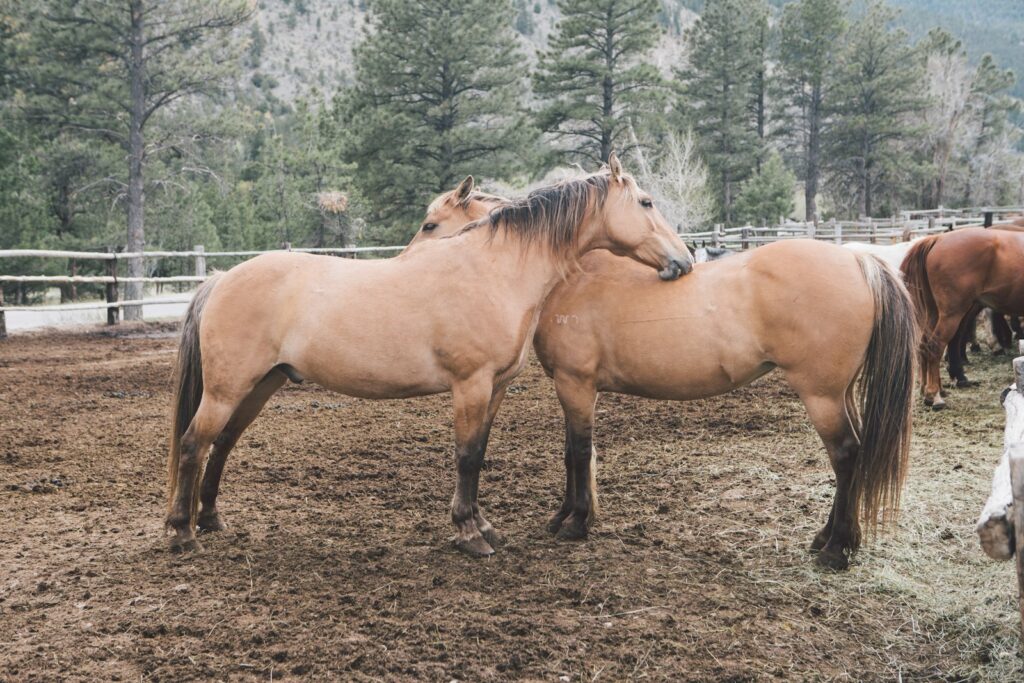 Two brown horse on mud field