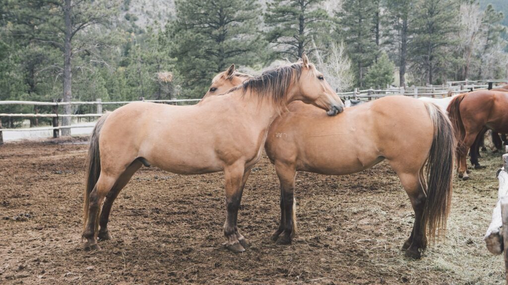 two brown horse on mud field