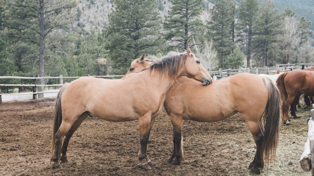 two brown horse on mud field