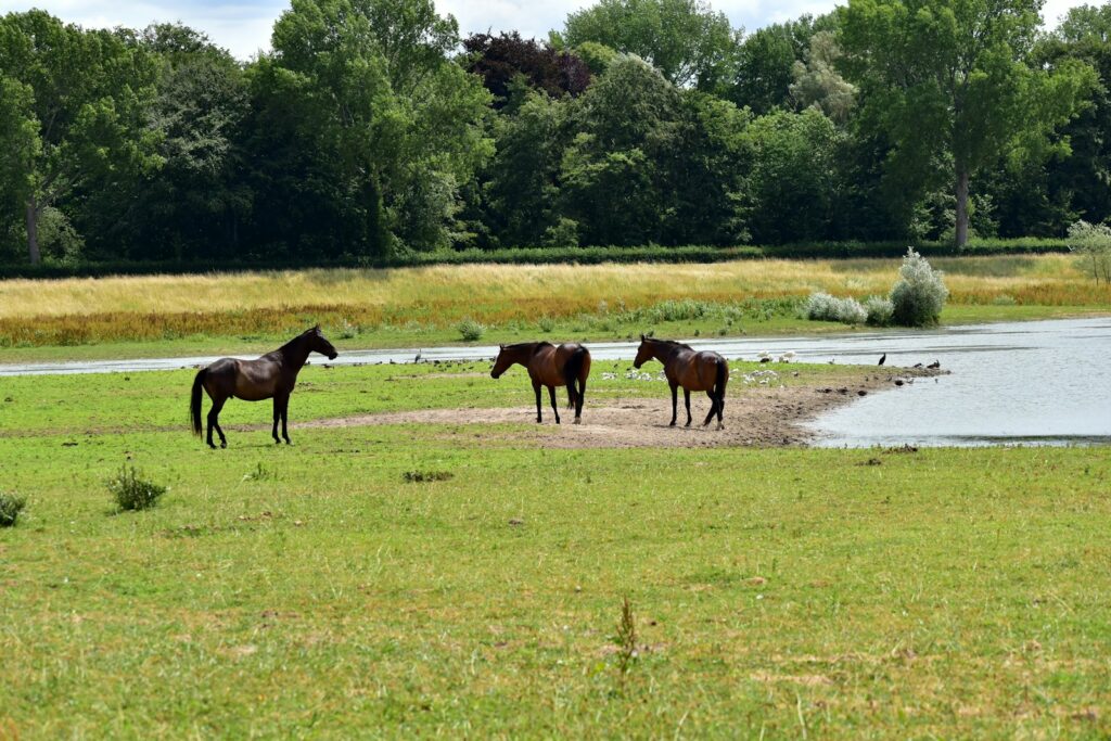 a group of horses standing on top of a lush green field