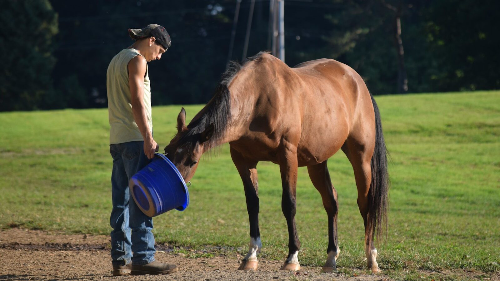 a person with a bucket and a horse