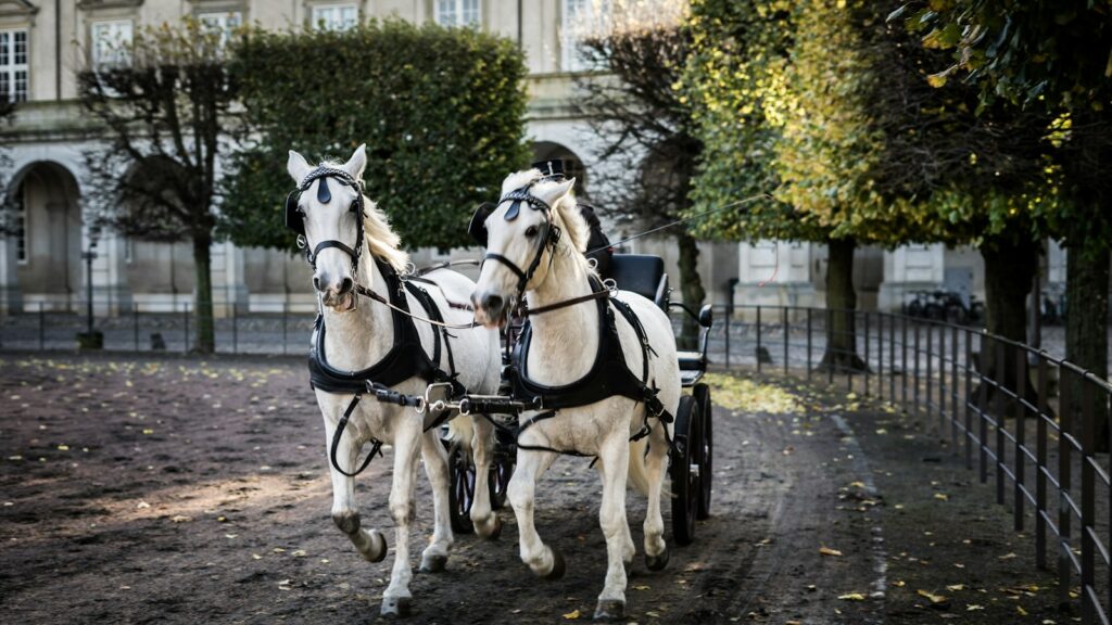 two white horses with carriage