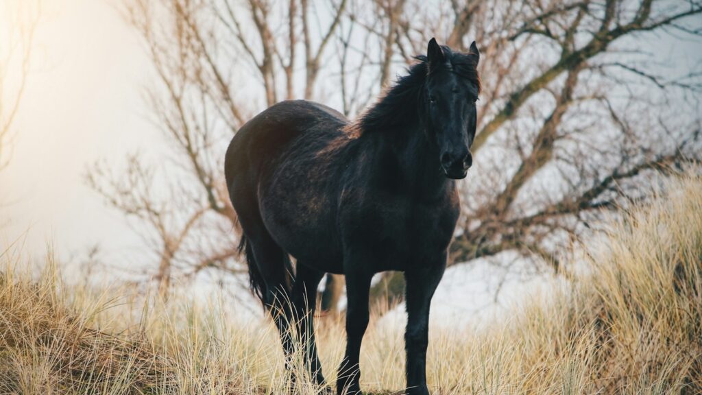 black horse on grass field near bare tree