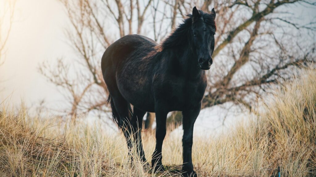black horse on grass field near bare tree