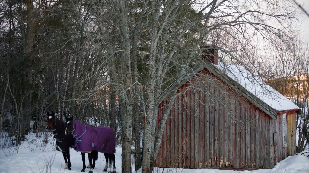a couple of horses that are standing in the snow