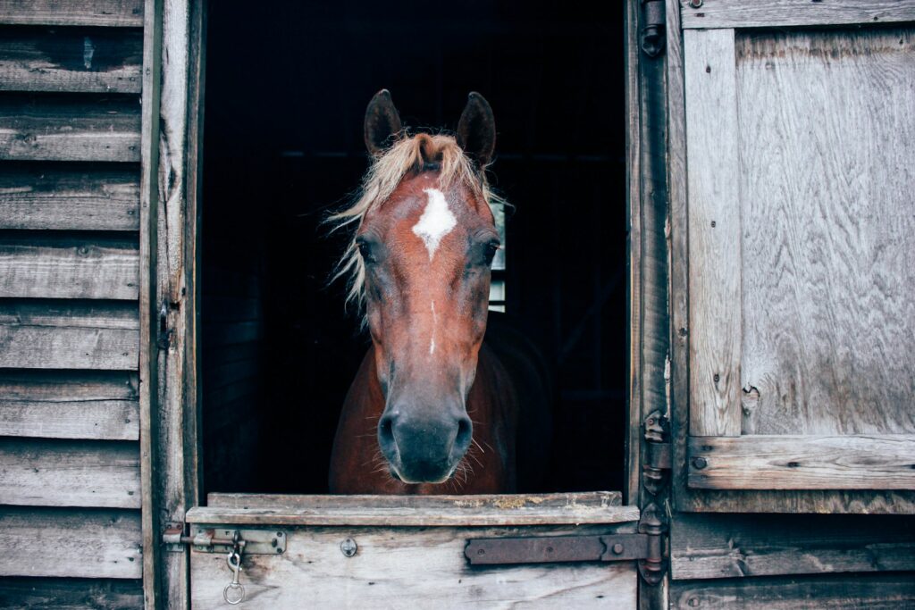 Close-up photography of horse in barn