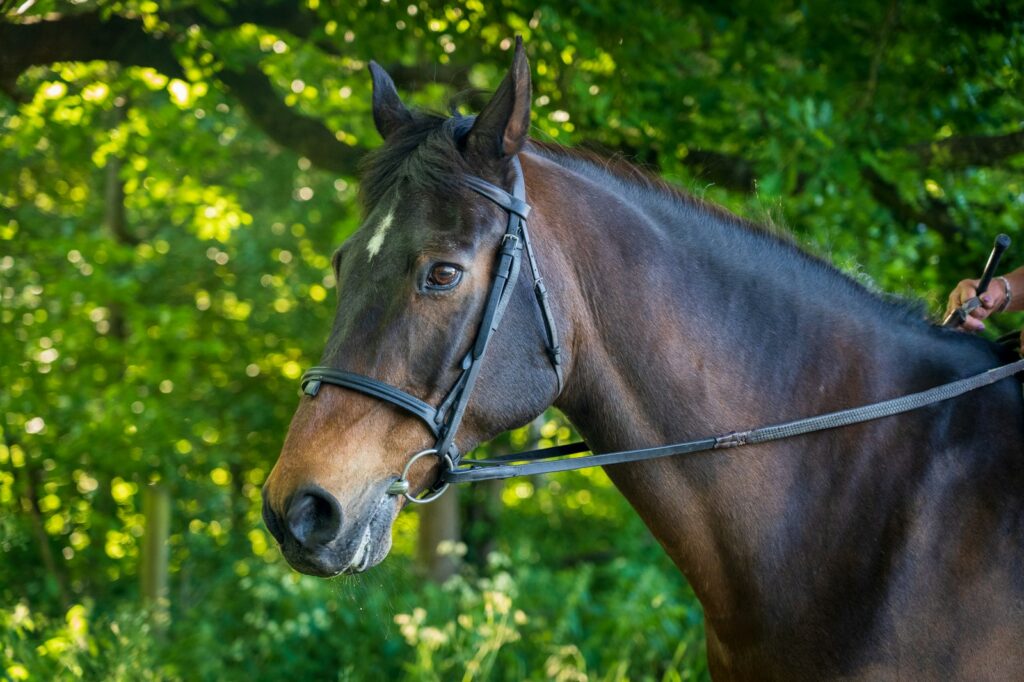 Brown horse in green grass field during daytime