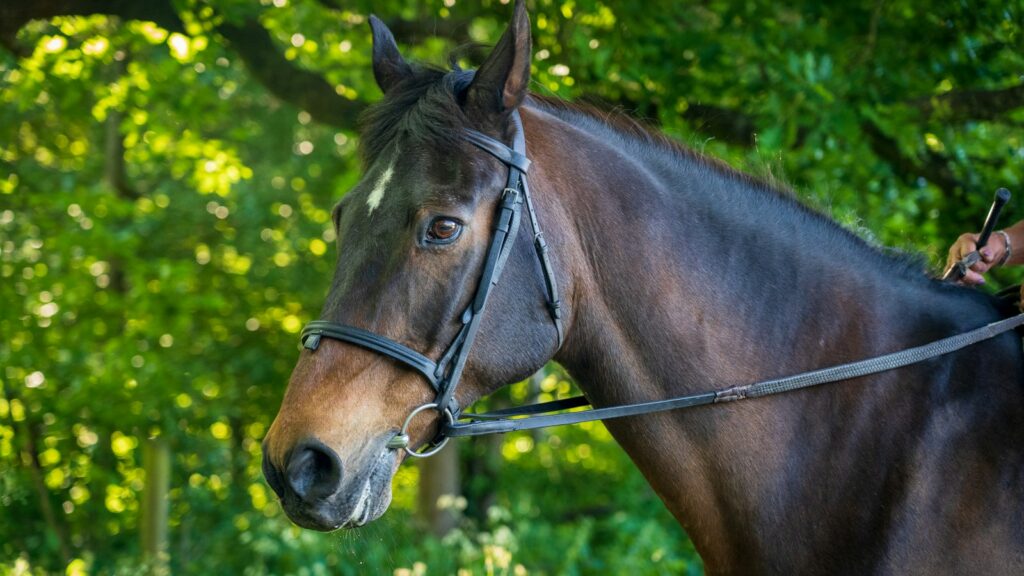brown horse in green grass field during daytime
