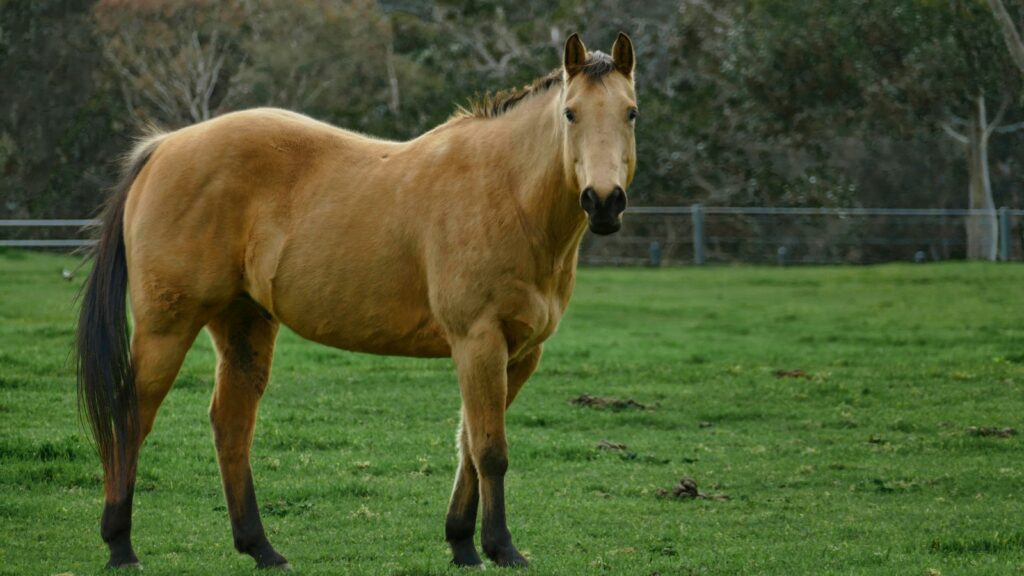 A brown horse standing on top of a lush green field