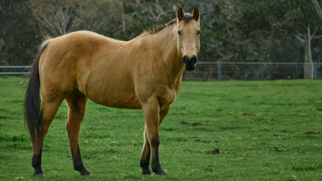 A brown horse standing on top of a lush green field