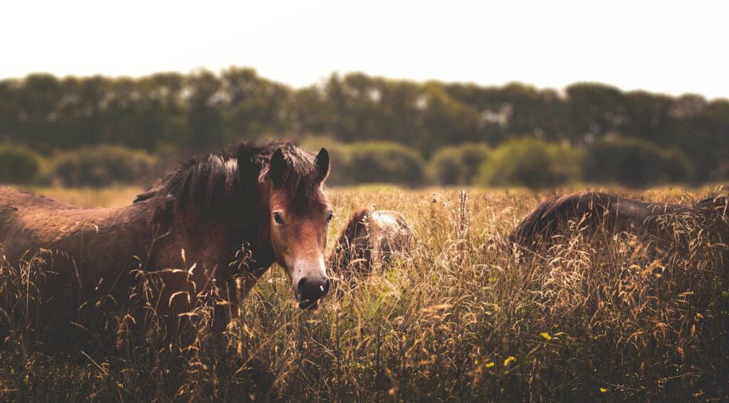 Three brown horses surrounded by grass under white sky