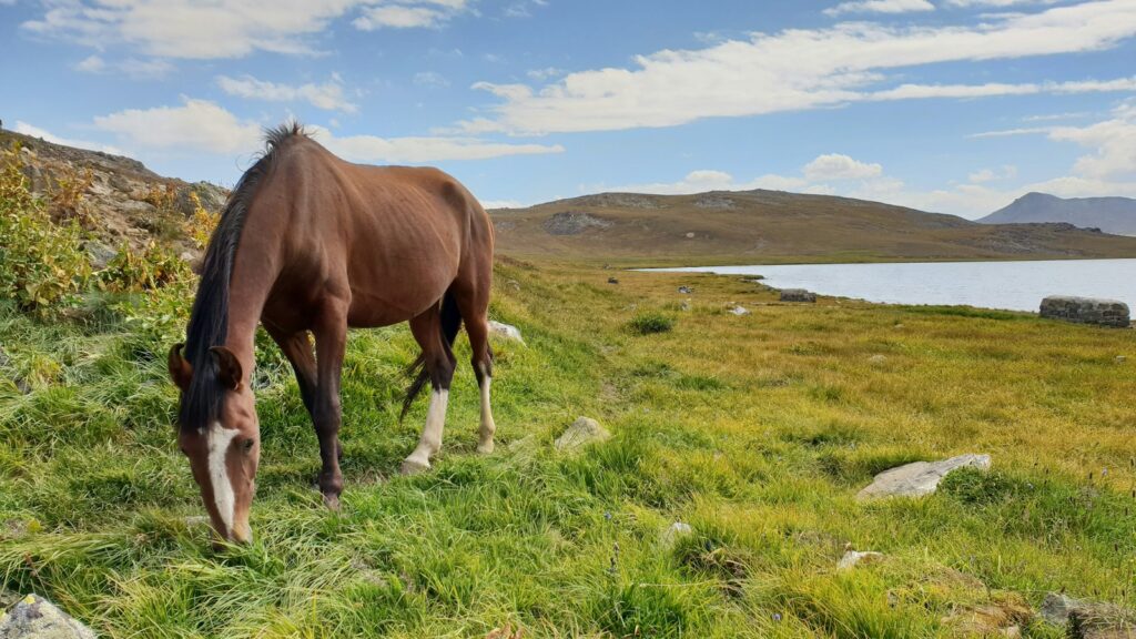 brown horse on green grass field