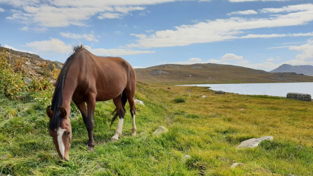 brown horse on green grass field