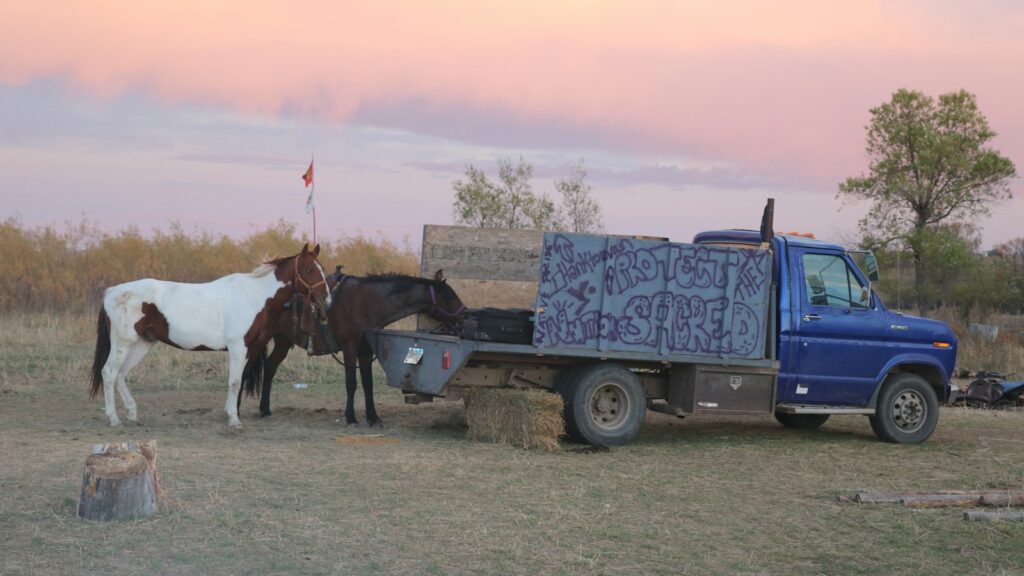 a couple of horses standing next to a truck