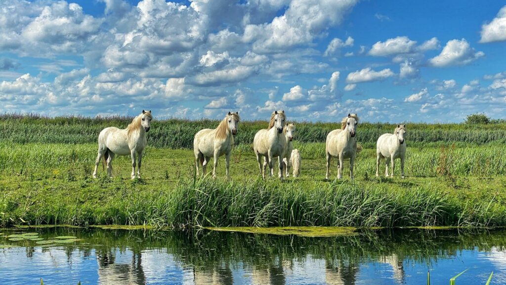 herd of sheep on green grass field under blue and white cloudy sky during daytime