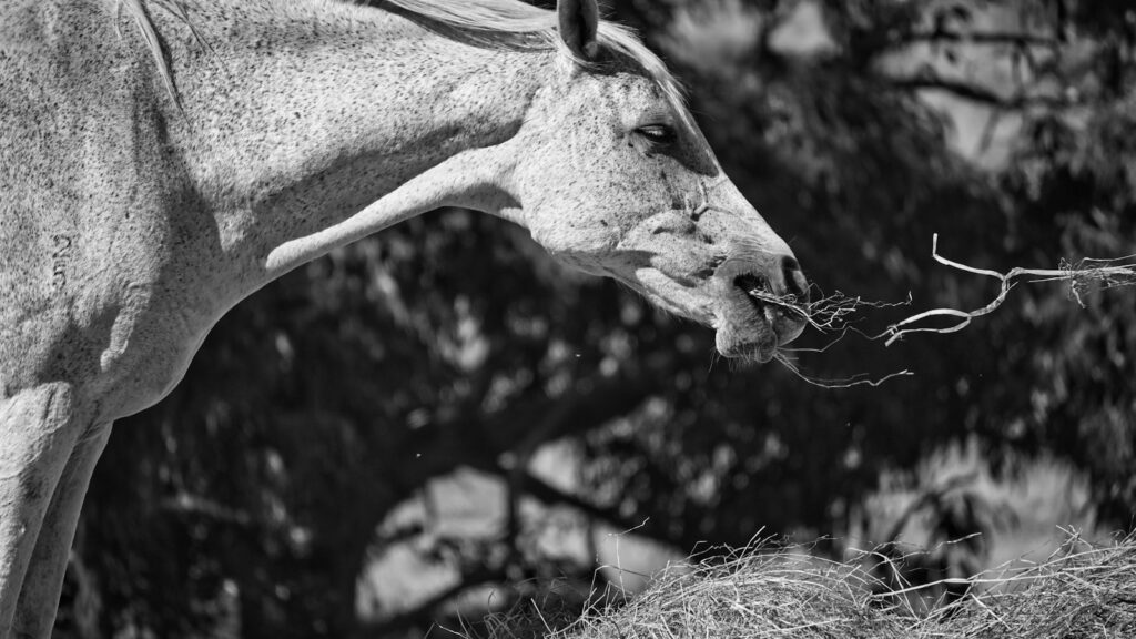 a black and white photo of a horse eating hay